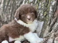 Harley, a female Aussiedoodle for sale in Lamar, MO – Photo 1 of 3