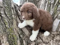 Harley, a female Aussiedoodle for sale in Lamar, MO – Photo 3 of 6