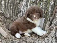 Harley, a female Aussiedoodle for sale in Lamar, MO – Photo 2 of 3