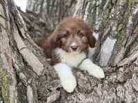 Harley, a female Aussiedoodle for sale in Lamar, MO – Photo 2 of 9