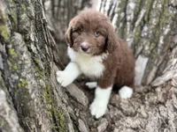 Harley, a female Aussiedoodle for sale in Lamar, MO – Photo 2 of 6