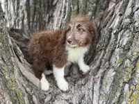 Harley, a female Aussiedoodle for sale in Lamar, MO – 3 of 10