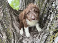 Harley, a female Aussiedoodle for sale in Lamar, MO – 2 of 10
