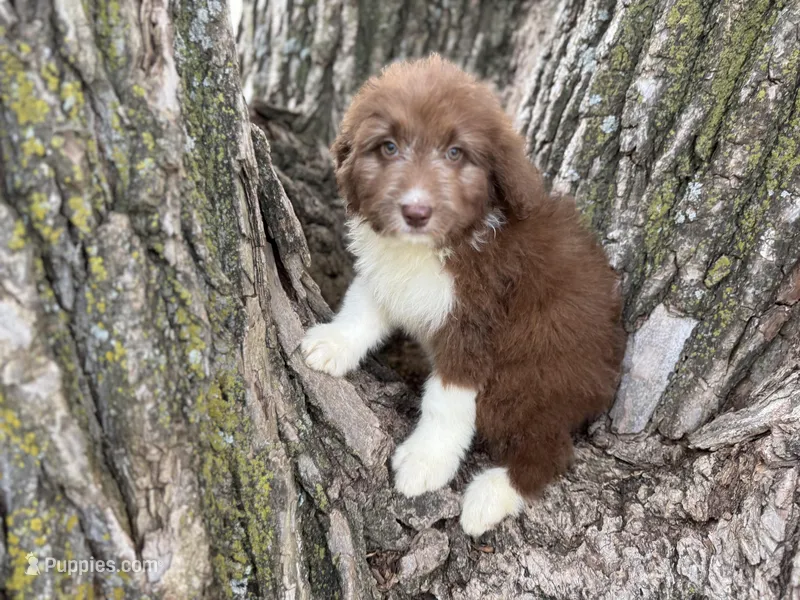 Harley – Aussiedoodle puppy for sale in Lamar, MO