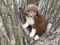 Harley, a female Aussiedoodle for sale in Lamar, MO – Photo 1 of 9