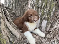 Harley, a female Aussiedoodle for sale in Lamar, MO – Photo 3 of 9