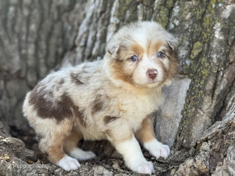 Denver – Australian Shepherd puppy for sale in Lamar, MO