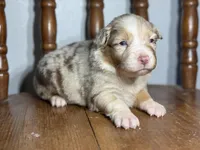 Denver, a female Australian Shepherd for sale in Lamar, MO – Photo 2 of 3
