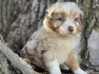 Denver, a female Australian Shepherd for sale in Lamar, MO – 6 of 9