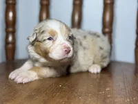 Denver, a female Australian Shepherd for sale in Lamar, MO – Photo 3 of 3