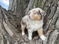 Denver, a female Australian Shepherd for sale in Lamar, MO – 3 of 9