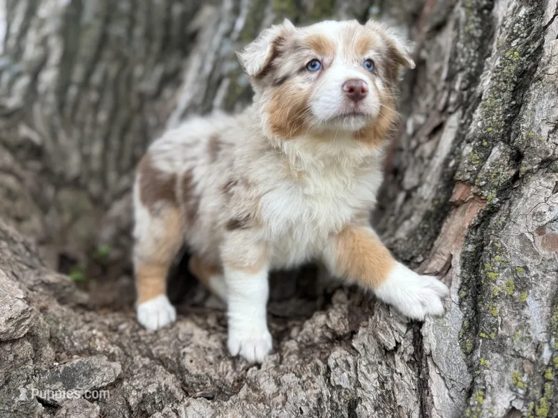 Denver – Australian Shepherd puppy for sale in Lamar, MO