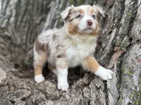 Denver, a female Australian Shepherd for sale in Lamar, MO – 1 of 9