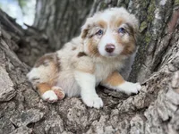Denver, a female Australian Shepherd for sale in Lamar, MO – 2 of 9