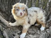 Denver, a female Australian Shepherd for sale in Lamar, MO – 5 of 9