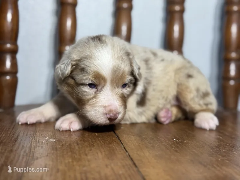 Denver – Australian Shepherd puppy for sale in Lamar, MO