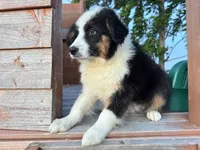 Stetson, a male Australian Shepherd for sale in Lamar, MO – 3 of 10