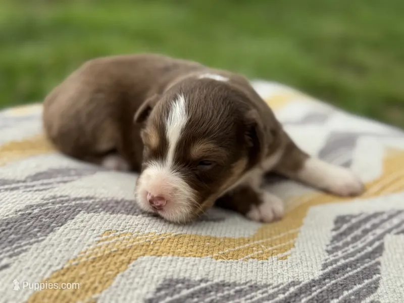 Rolli – Australian Shepherd puppy for sale in Lamar, MO
