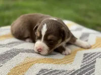 Rolli, a female Australian Shepherd for sale in Lamar, MO – 1 of 3