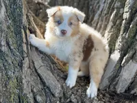 River, a female Australian Shepherd for sale in Lamar, MO – 4 of 4