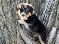 Dolly, a female Australian Shepherd for sale in Lamar, MO – 3 of 4