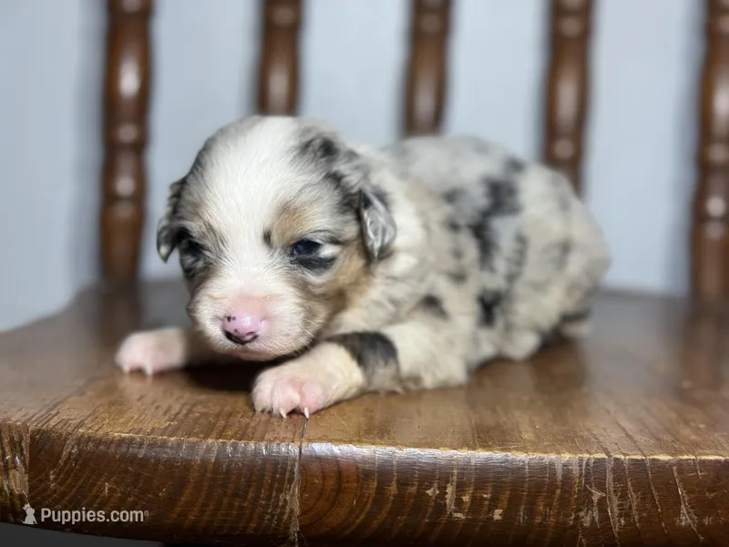 Stella – Australian Shepherd puppy for sale in Lamar, MO