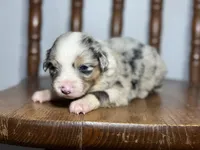 Stella, a female Australian Shepherd for sale in Lamar, MO – Photo 1 of 3