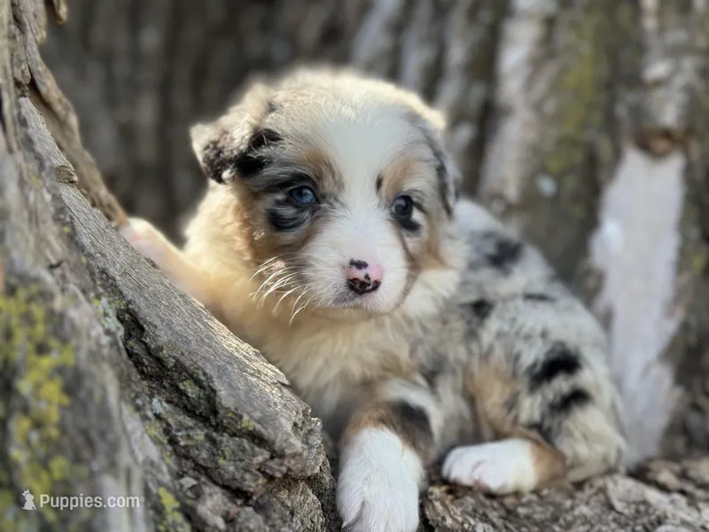 Stella – Australian Shepherd puppy for sale in Lamar, MO