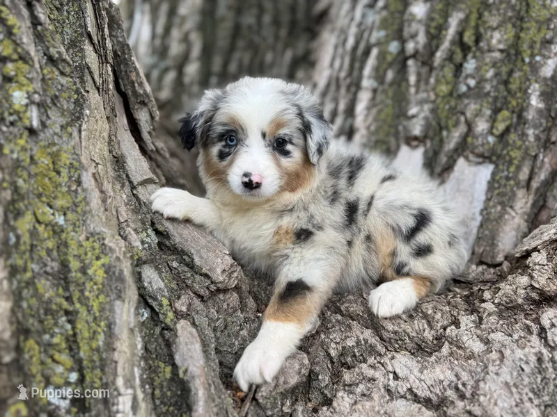 Stella – Australian Shepherd puppy for sale in Lamar, MO