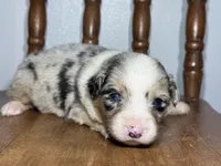 Stella, a female Australian Shepherd for sale in Lamar, MO – Photo 3 of 3