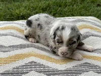 Captain, a male Australian Shepherd for sale in Lamar, MO – 3 of 3