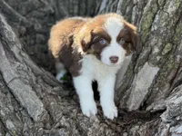 Rocky, a male Australian Shepherd for sale in Lamar, MO – 2 of 4