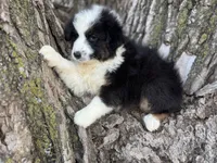 Stetson, a male Australian Shepherd for sale in Lamar, MO – Photo 3 of 8