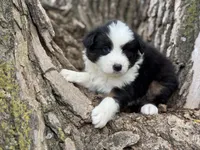 Stetson, a male Australian Shepherd for sale in Lamar, MO – Photo 2 of 3