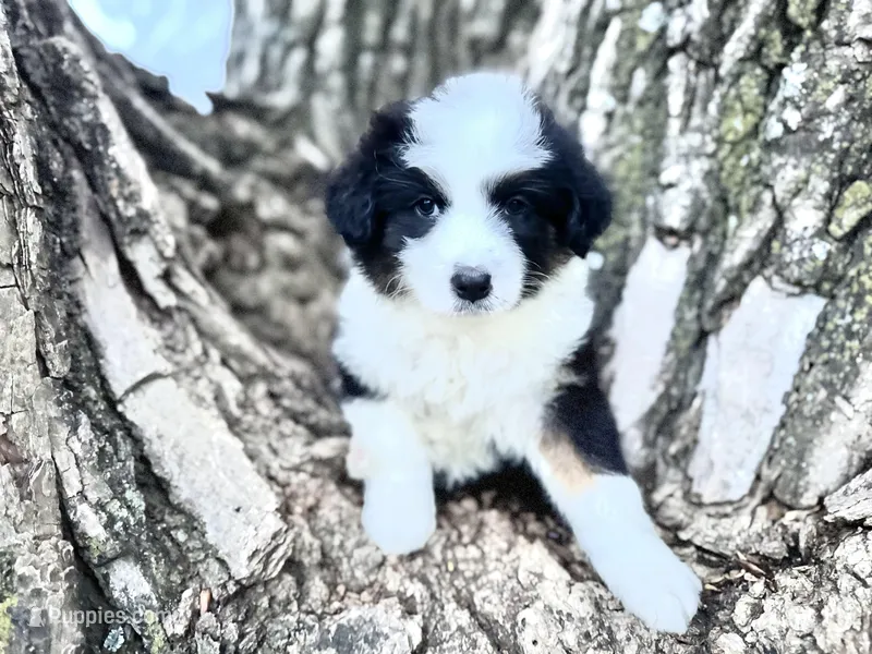 Stetson – Australian Shepherd puppy for sale in Lamar, MO