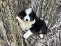 Stetson, a male Australian Shepherd for sale in Lamar, MO – Photo 1 of 8