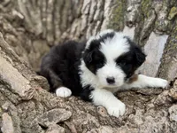 Stetson, a male Australian Shepherd for sale in Lamar, MO – Photo 3 of 3