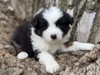 Stetson, a male Australian Shepherd for sale in Lamar, MO – Photo 1 of 3