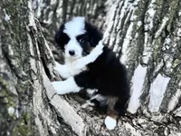 Stetson, a male Australian Shepherd for sale in Lamar, MO – Photo 5 of 8
