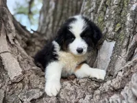 Stetson, a male Australian Shepherd for sale in Lamar, MO – Photo 2 of 8