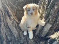 River, a female Australian Shepherd for sale in Lamar, MO – 3 of 4