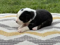 Archer, a male Australian Shepherd for sale in Lamar, MO – 3 of 3