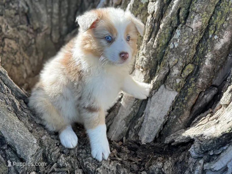 River – Australian Shepherd puppy for sale in Lamar, MO