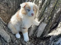 River, a female Australian Shepherd for sale in Lamar, MO – 1 of 4
