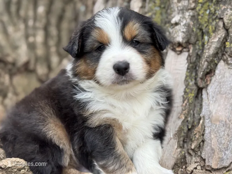 Buck – Australian Shepherd puppy for sale in Lamar, MO