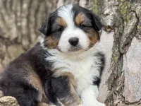 Buck, a male Australian Shepherd for sale in Lamar, MO – Photo 1 of 4