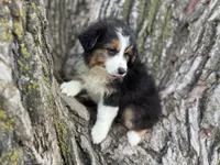 Buck, a male Australian Shepherd for sale in Lamar, MO – 3 of 7
