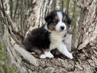 Buck, a male Australian Shepherd for sale in Lamar, MO – 5 of 7