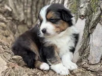 Buck, a male Australian Shepherd for sale in Lamar, MO – Photo 4 of 4