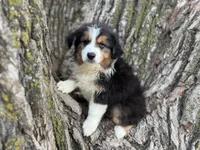 Buck, a male Australian Shepherd for sale in Lamar, MO – 2 of 7